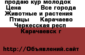 продаю кур молодок. › Цена ­ 320 - Все города Животные и растения » Птицы   . Карачаево-Черкесская респ.,Карачаевск г.